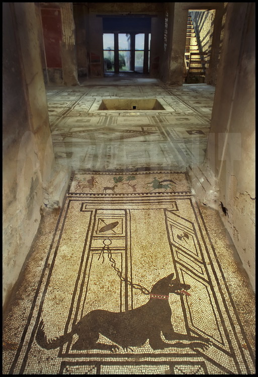 Pompéi. Cette mosaïque, située à l'entrée de la maison de Paquius Proculius, représente un molosse agressif attaché à une chaine, qui garde la maison. Derrière le chien, la porte monumentale est caractéristique des maisons aristocratiques de la ville.