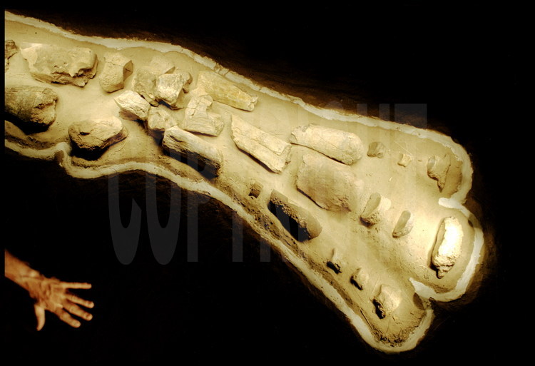 Hargaï site: Piecing Together. Close up of a front limb, which morphologically corresponds to a human hand (digits, metacarpal, carp).