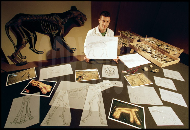 Museum of Natural History in Toulouse, France; the Scientific Rendering. Paleontology laboratory. Dr. Pierre Olivier Antoine is a young French expert on Baluchitherium and has written a  thesis on rhinoceros family fossils (to which Baluchitherium belongs). Thanks to the fossils and the photos made during the excavation, Pierre Olivier Antoine was able to draw scientific rendering of the Baluchitherium skeleton, first limb by limb, then in its entirety.