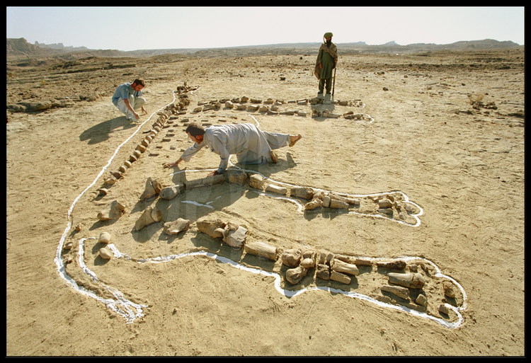 Hargai site: Piecing Together. Cases carrying the precious fossils were transported there on camel-back. Jean Loup Welcomme, Laurent Marivaux and Grégoire Métais unwrap the most recognizable bones first. For the next three days, under the gaze of the incredulous Bugti warriors, the team attempts to piece together the gigantic puzzle made up of bones 30 million-years old. Due to erosion and fragmentation, the bones have lost many of their identifying qualities. The assembly of the skeleton requires a complete and precise knowledge of anatomy. To better understand the morphology of Baluchitherium, the scientists traced a white plaster outline around the skeleton. A 5-meter high tower of bamboo is erected to help visualize its size. Finally, a meter-long bamboo rod (painted white), placed along the skeleton acts as a scale.