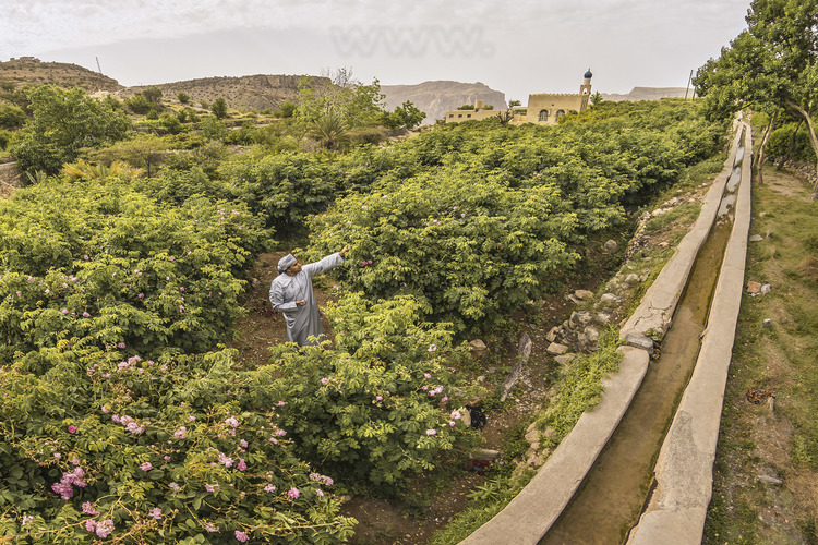 Oman. Djebel Akdar. Cueillette des roses dans la vallée éponyme. //  Oman. Djebel Akdar. Picking roses in the eponymous valley.