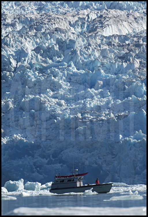 A la recherche de territoires susceptibles d'abriter l'ours bleu, Lynn Schooler remonte Holkham river et ses glaciers comme suspendus au dessus de la rivière. Il utilise le même bateau depuis vingt ans, lequel est aussi son habitation principale dans le port de Juneau, 80 km plus au nord.