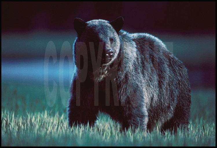 L'un des rarissimes clichés d'ours bleu, photographié par John Hyde.
