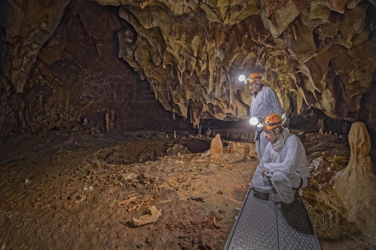 Auvergne Rhône Alpes - Ardèche (07) -  Vallon Pont d'Arc - Visite exclusive de la grotte Chauvet 20 ans après sa découverte : Salle Hilaire. David Huguet (premier plan) et Jean Clottes (second plan) observent des ossements d'ours des cavernes, dont une mandibule (machoire inférieure) au premier plan.