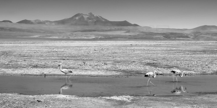 Chili - Désert d'Atacama : La Laguna Chaxa (altitude 2300 m.) et ses flamants roses, dans le salar d'Atacama. En arrière plan, la chaine du volcan Lascar (altitude 5592 m.)