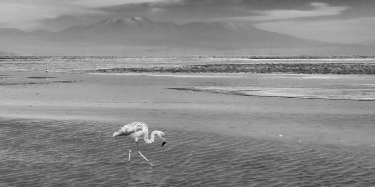 Chili - Désert d'Atacama : La Laguna Chaxa (altitude 2300 m.) et ses flamants roses, dans le salar d'Atacama. En arrière plan, la chaine du volcan Lascar (altitude 5592 m.)