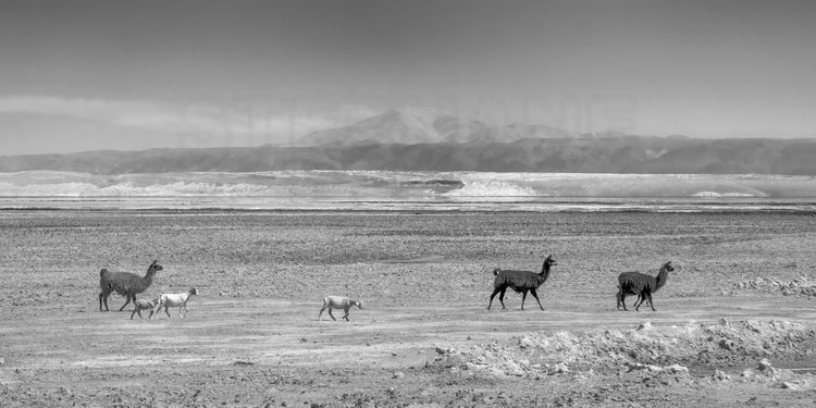 Chili - Désert d'Atacama : Lamas sur la route vers Laguna Chaxa (altitude 2300 m.). En arrière plan, le salar d'Atacama.