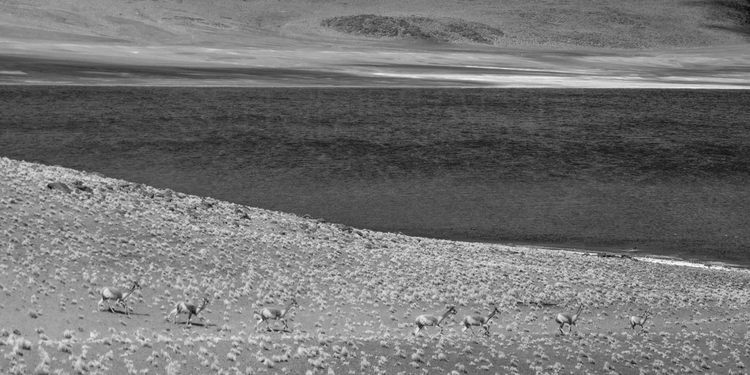 Chili - Désert d'Atacama : Vigognes au bord de la Laguna Miniques (altitude 4120 m.)