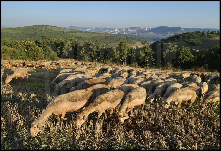 Le viaduc vu depuis le Causse Rouge (rive nord). L’élevage d’ovins est une activité agricole prépondérante dans la région. Le fromage de Roquefort est fabriqué avec le lait des brebis des bergers locaux.