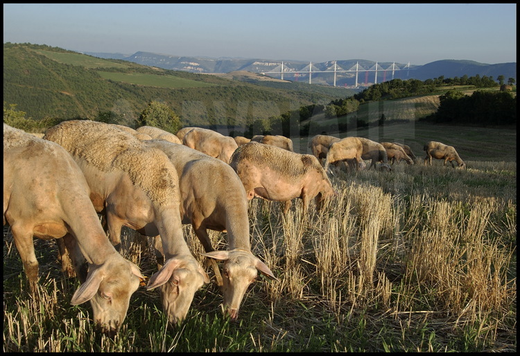 The bridge from the Causse Rouge ( north rim ). Ovine breeding is the main agricultural activity in the area. The roquefort cheese is made with the milk of flocks belonging to local shepherds.